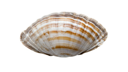 Scallop shell with intricate patterns on transparent background.