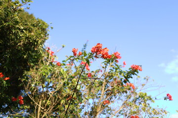 A tree with red leaves.