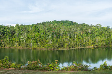 Obraz premium Beautiful forest in nation park at morning light. Nature background.