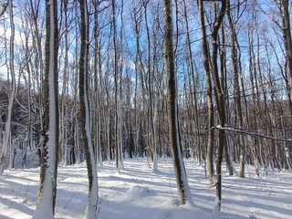 Winter landscape with snow covered trees