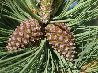 Obraz premium Ponderosa Pine tree cones in spring, Colorado