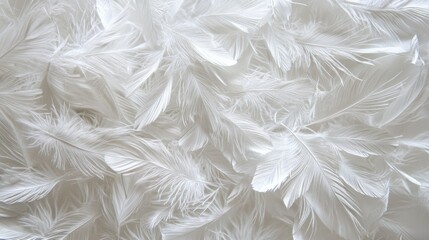 Soft and Delicate White Feathers Spread Across a Light Background for Elegant and Ethereal Decor and Design Inspirations in Photography or Art Projects