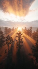 Aluminium Prints Forest sunset glow evergreen trees nature scene serene atmosphere aerial perspective tranquil beauty