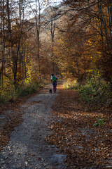 A hiker walks with her dog on a forest path through a dense forest. Beautiful autumn forest landscape. A hiker climbs to the top of a mountain.