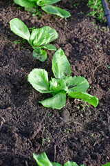 sugarleaf salad, young seedlings in a greenhouse in winter in Ge