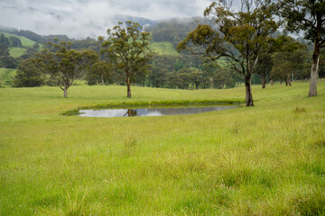 Farming landscape of stud angus and wagyu bulls grazing, with beautiful cows and cattle grazing on pasture in spring on a farm, with a crop growing food behind with hills and trees in nature