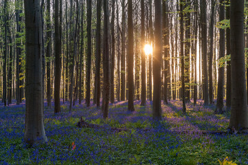 The rising sun illumingating a flowerbed of bluebells in the Hallerbos, on an early spring morning.