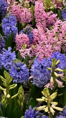 Hyacinths in pots, lots of flowers for sale in spring, International Women's Day
