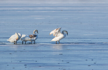 Mute swan, Cygnus olor. Winter morning, river frozen, birds standing on the ice