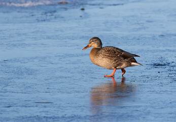 Mallard, Anas platyrhynchos. The female bird is walking on the ice, looking for food
