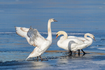 Mute swan, Cygnus olor. Birds standing on the ice of a frozen river near an ice-hole