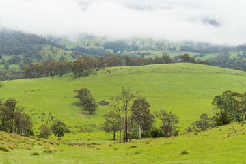 Farming landscape of stud angus and wagyu bulls grazing, with beautiful cows and cattle grazing on pasture in spring on a farm, with a crop growing food behind with hills and trees in nature