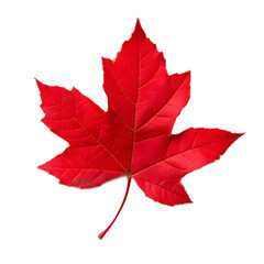 Vibrant Red Maple Leaf in Autumn Natural Beauty