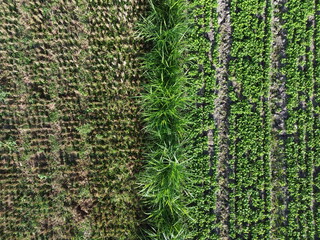 Aerial drone view of green agricultural field that making certain pattern or texture