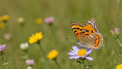 Butterfly on a Wildflower in a Meadow