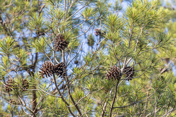 Twigs of pine trees with green needles and cones brown bark on a blue sky background in summer in a...