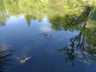 ornamental carp in a pond in a Japanese garden