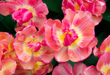 pink and yellow flowers
