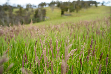 long native grasses on a regenerative agricultural farm. pasture in a grassland in the bush in australia in spring in australia