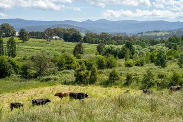 beautiful fat healthy cattle in Australia  eating grass, grazing on pasture. Herd of cows free range beef being regenerative raised on an agricultural farm. Sustainable farming