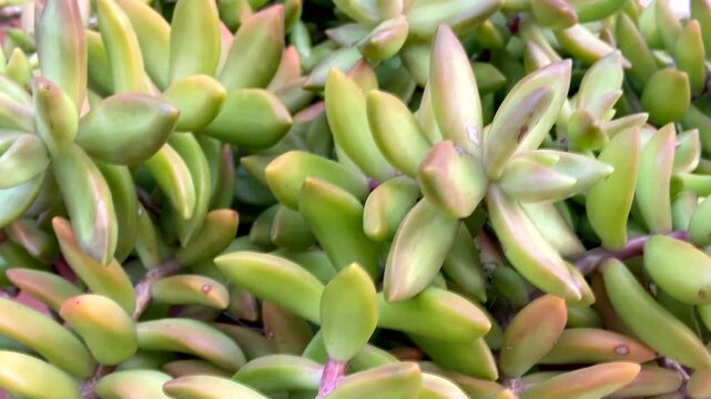Sedum adolphi or Coppertone stonecrop tropical succulent plant close up.Floral background,4K video