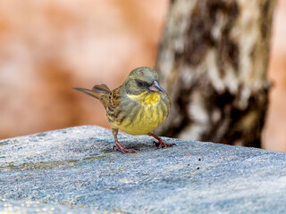 地面を歩くアオジ