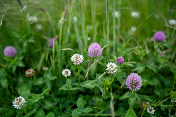 long native grasses on a regenerative agricultural farm. pasture in a grassland in the bush in australia in spring in australia