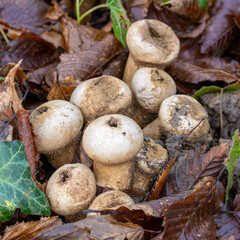 Eine Gruppe Birnen-Stäublinge mit aufgeplatztem Fruchtkörper