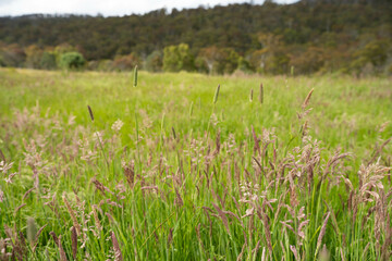 long native grasses on a regenerative agricultural farm. pasture in a grassland in the bush in australia in spring in australia