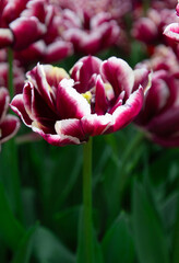 red and white  tulips in the garden