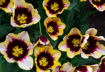 Fototapeta premium yellow and purple flowers