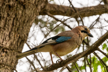 Fototapeta premium Jay Perched on a branch in a tree