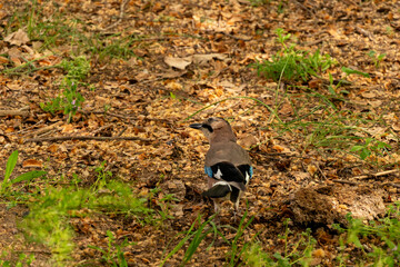Jay perched on a ground in the park