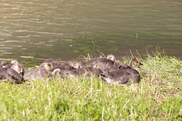 A group of young goslings rests closely together on the grassy bank near calm water. 