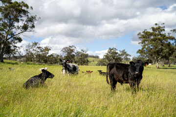 beautiful fat healthy cattle in Australia  eating grass, grazing on pasture. Herd of cows free range beef being regenerative raised on an agricultural farm. Sustainable farming