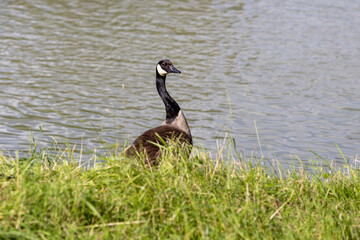 A Canada goose stands at the edge of the water, with rippling reflections visible on the surface. The bird's detailed plumage and posture are clearly captured, creating a serene and natural scene.