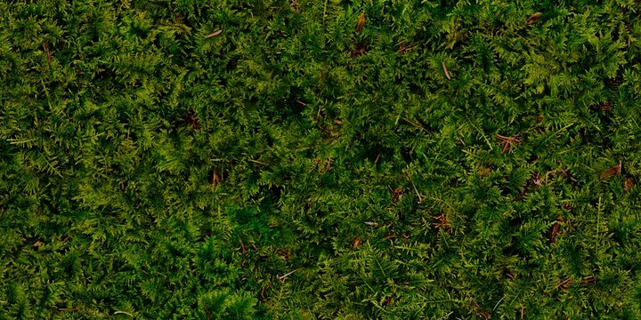 Texture of green moss covering a forest floor. The moss is dense and vibrant, creating a soft, cushiony texture. Abstract forest background. 