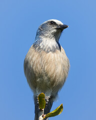 A Florida Scrub Jay perched