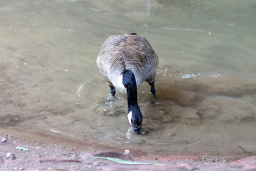 A Canada goose stands at the edge of shallow water, dipping its head to drink or forage. The...
