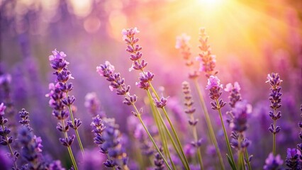 Naklejka premium Golden Hour Lavender Field A Close-Up View of Blooming Purple Flowers Bathed in Warm Sunlight