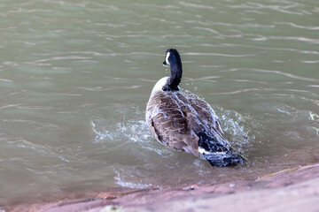 A Canada goose splashes water as it moves forward in a river or pond. Droplets of water glisten on its feathers, emphasizing the dynamic motion in this natural setting.