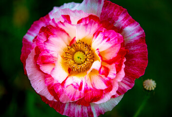 Large red and white flowers