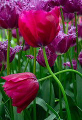 red tulips in spring