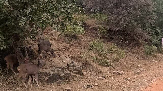 A group of four deer in The Sariska jungle by a road