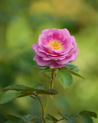 A pink Rose in the morning light