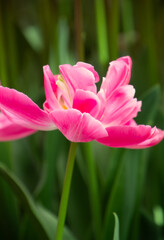 pink tulip in the garden