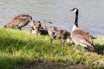 A family of Canada geese is gathered on a grassy riverbank