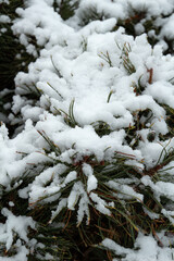 snow-covered Christmas tree