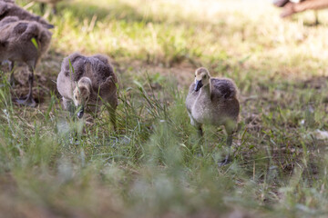 Two fluffy goslings stand and explore in tall grass. Their soft feathers and curious expressions create an adorable and natural scene.