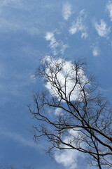 Clouds and Tree Branches in the Sky.